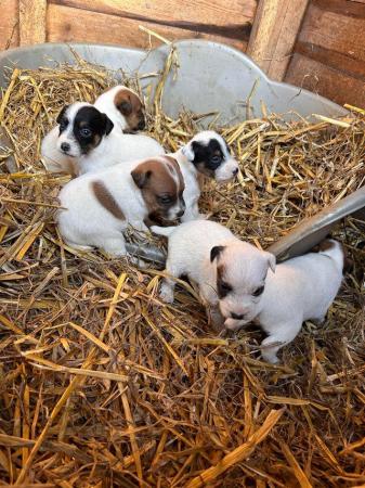 Image 3 of 2 Jack Russell Pups looking for their forever homes
