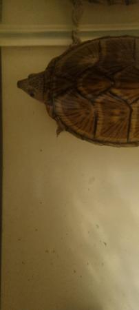 Image 5 of Razorback turtle, female, 3 years old