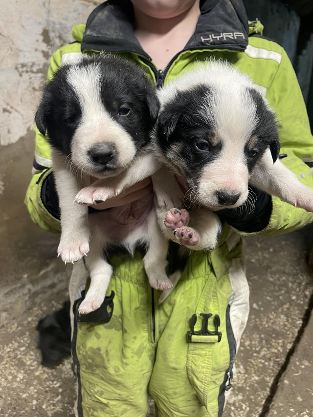 Preloved border hot sale collie puppies