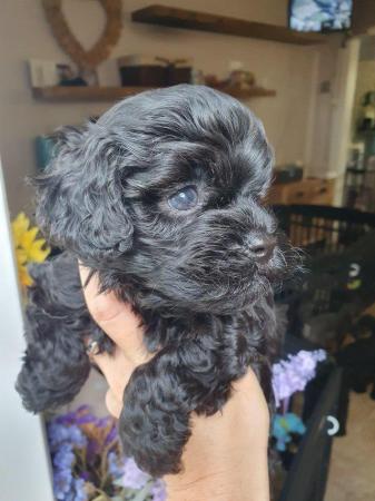 Image 12 of MERLE BLACK & SILVER TOY POODLE FOR STUD ONLY!DNA HEALTH