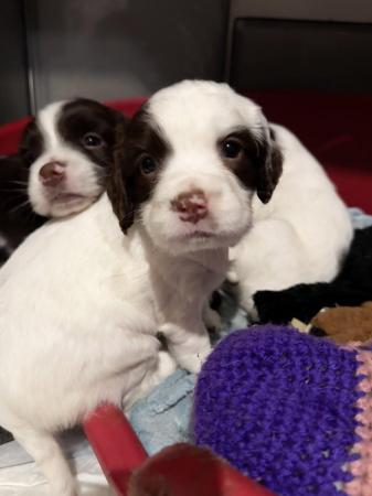 Image 27 of READY NOW Fabulous English springer puppies