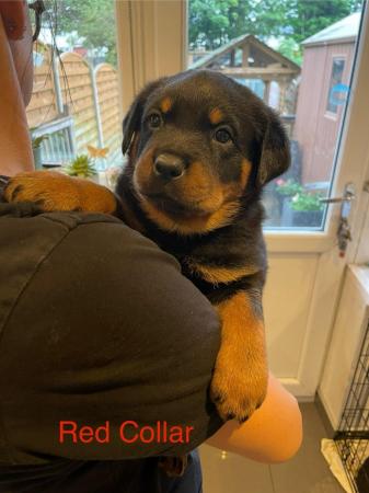 Image 4 of Rottweiler Puppies Ready to Leave Now