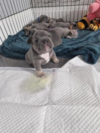 Image 4 of Litter of 7 french bulldogs