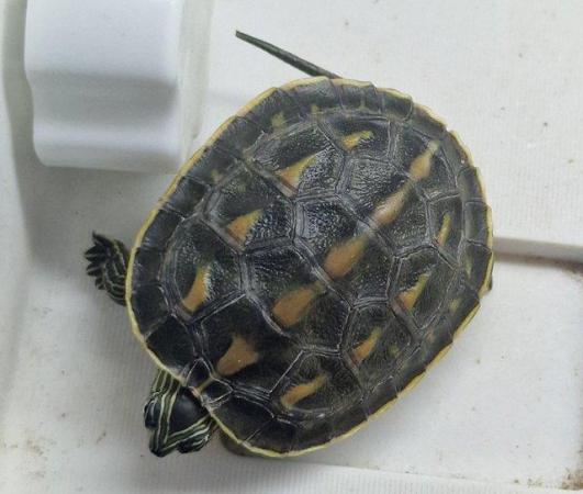 Image 3 of X River Cooter or Musk Turtles Available X