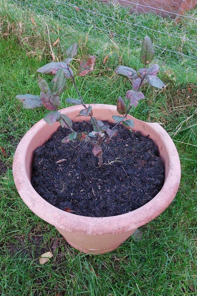 Preview of the first image of Apple Tree - Dr Campbells or Roberts Crab Apple.