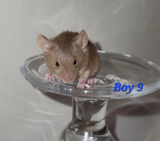 Image 24 of Beautiful friendly Baby mice - girls and boys.