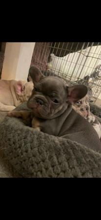 Image 16 of REDUCED ready to leave now Quality French Bulldog Puppies