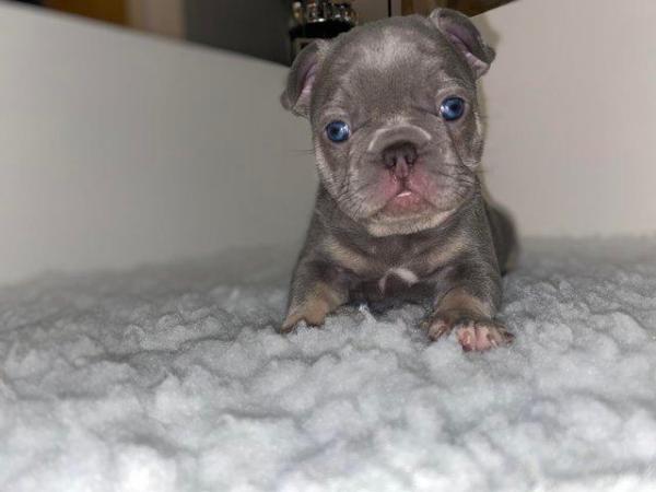 Image 8 of REDUCED ready to leave now Quality French Bulldog Puppies