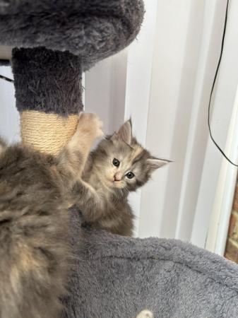 Image 7 of 1 female left - Beautiful Maine Coon Kittens