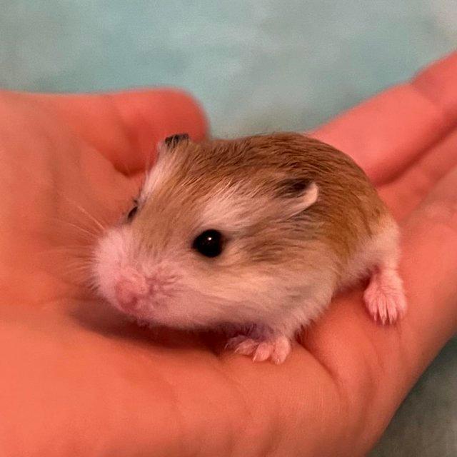 Preview of the first image of Baby Dwarf Hamsters For Sale.