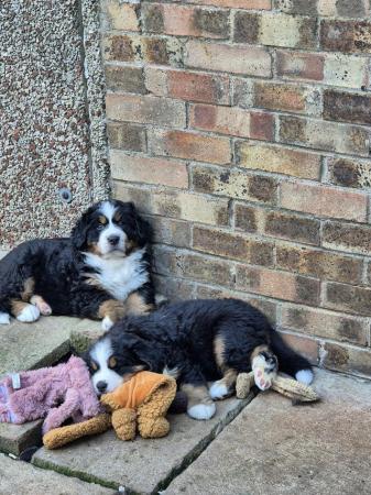 Image 3 of Beautiful Bernese mount dog girl puppy for sale