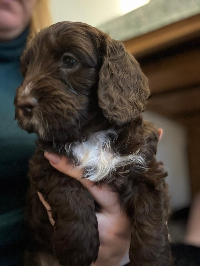 Preview of the first image of 1 girl cockapoo pups looking for its forever home..