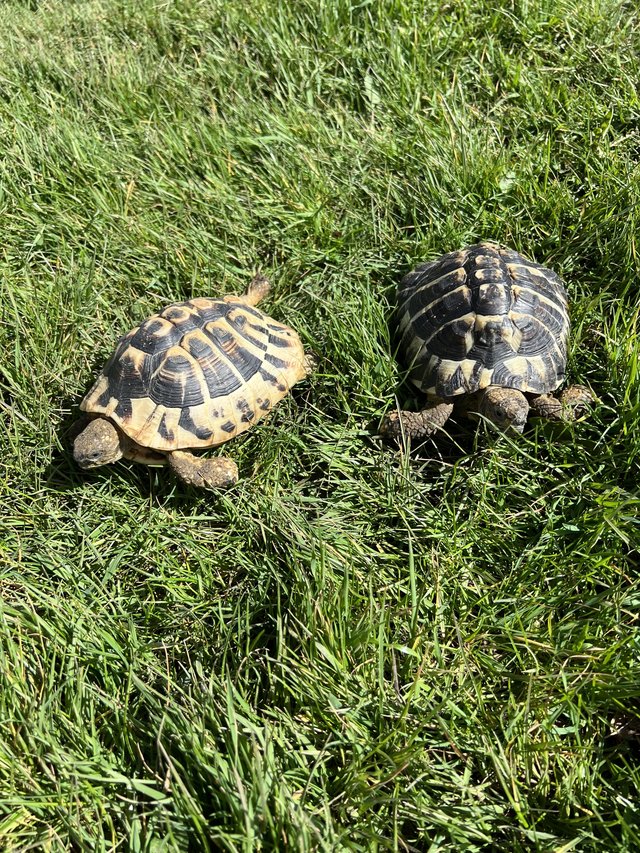 Preview of the first image of Hermann’s Tortoises male and female.