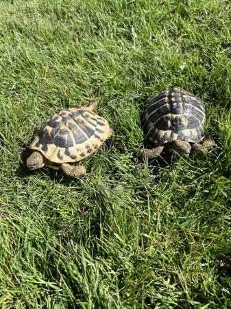Image 1 of Hermann’s Tortoises male and female