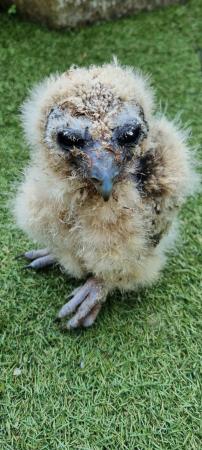 Image 2 of Asian brown wood owl chick