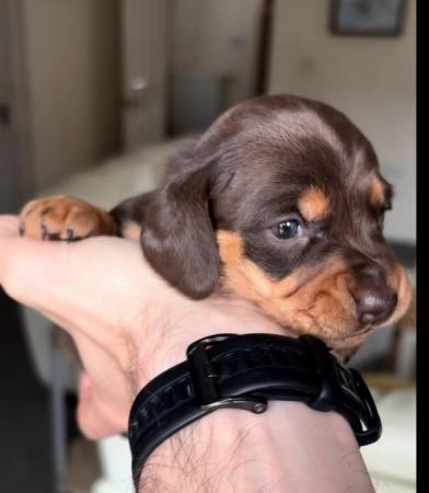 Image 11 of Quality Chocolate miniature dachshund puppies