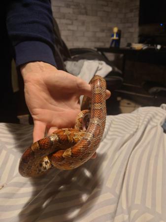 Image 2 of 2x corn snakes , breading pair