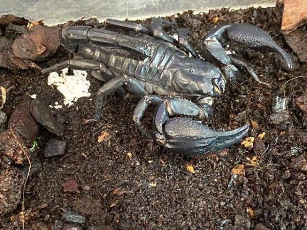 Image 7 of Scorpions at Birmingham Reptiles