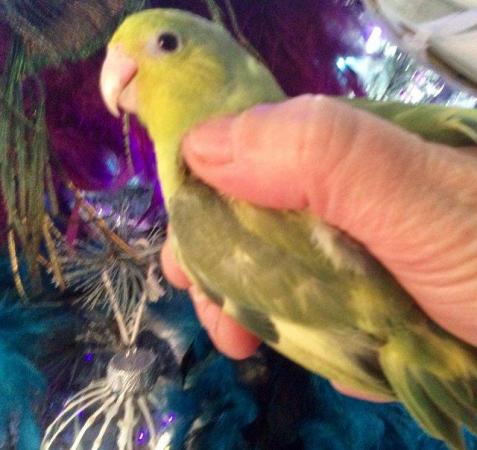 Image 8 of Parrotlets, celestial, pacific parrotlet