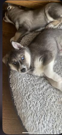 Image 3 of Kennelclub registered Siberian husky puppies