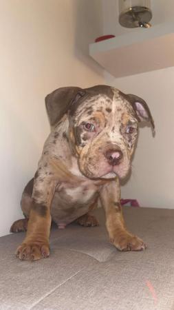 Image 5 of Pocket bully male merl  for sale