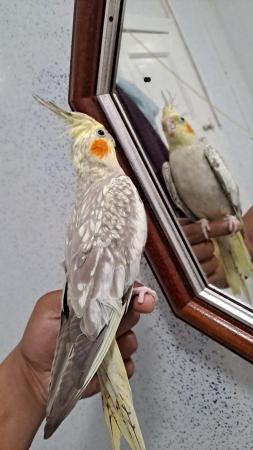 Image 5 of Young cockatiel hand tammed for sale