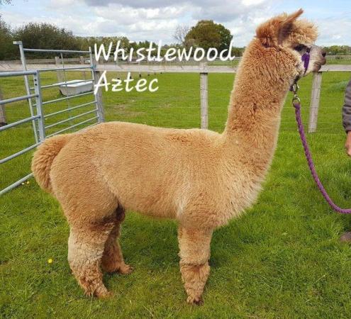 Image 3 of STUNNING BAS FAWN ALPACA MALE- READY TO MEET THE GIRLS