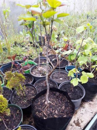 Image 1 of Indian Bean Trees £7.50   Collection Only