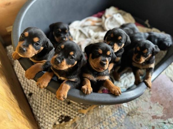 Image 6 of Beautiful puppies for sale