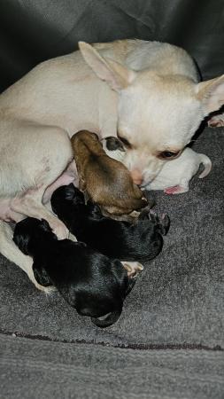 Image 3 of female chihuahua puppy looking for her forever sofa