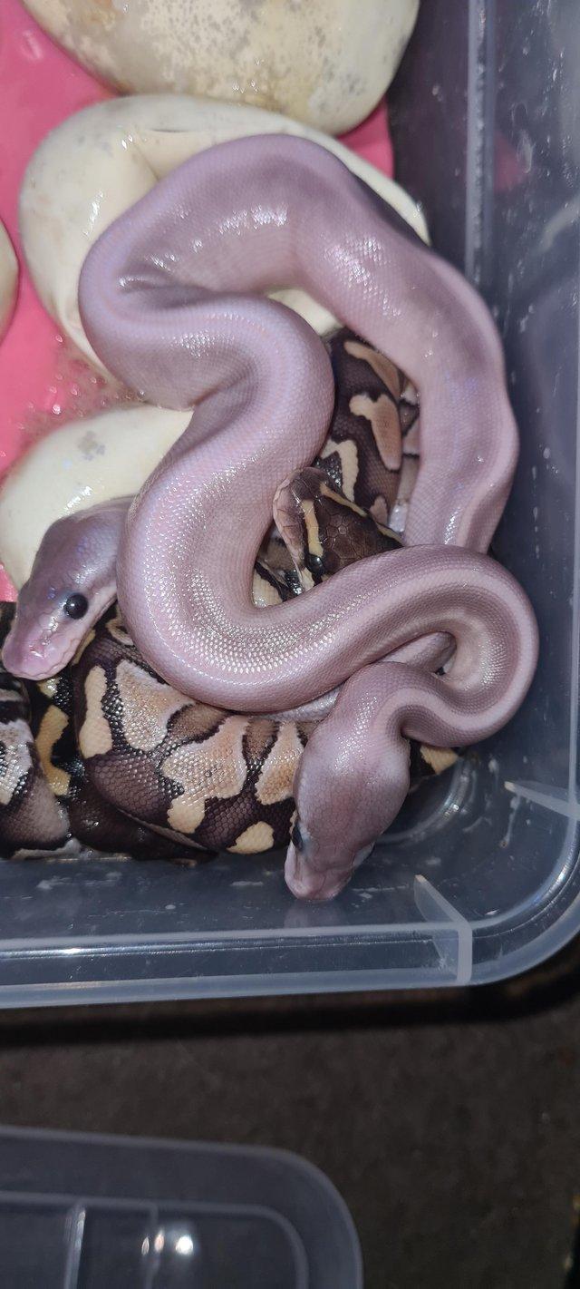 Preview of the first image of Royal /ball pythons available and male and female boas.