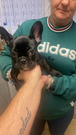Image 4 of Frenchie puppy looking for new home