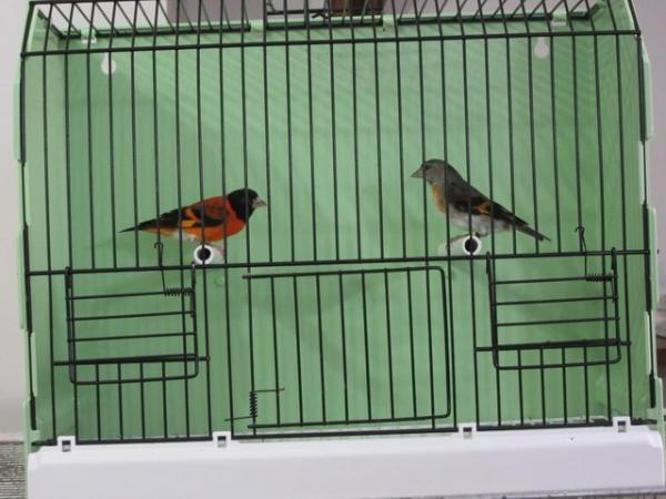 Image 2 of RED SISKINS FOR SALE LATE BRED 2022 BRED PAIR