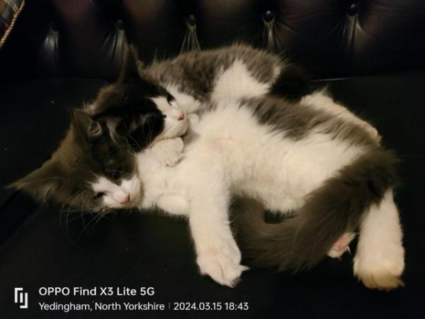 Image 2 of GCCF&TICA Registered Pedigree Maine Coon Kittens