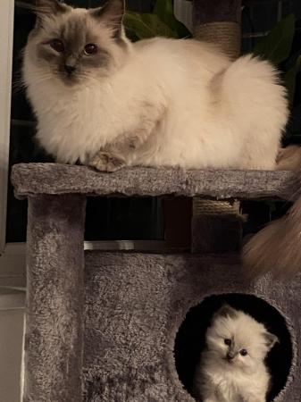 Image 3 of Last one! Pure Ragdoll kittens available now
