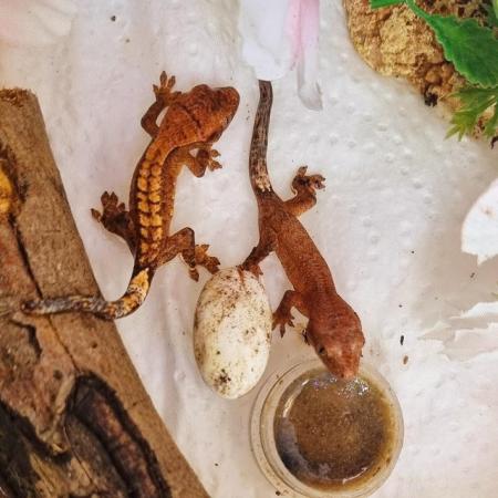 Image 42 of Beautiful baby Crested Geckos! Only 2 LEFT