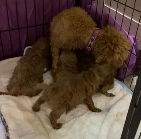 Image 11 of QUALITY KC REGISTERED RED TOY POODLE PUPPIES