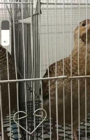 Image 3 of Grey francolin Pair Male and Female (gora teetar) for sale