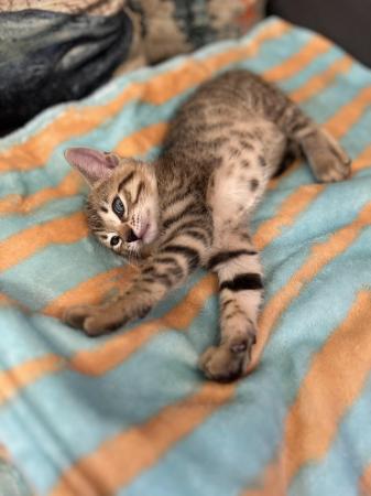 Image 6 of Beautiful Bengal Mix Kittens