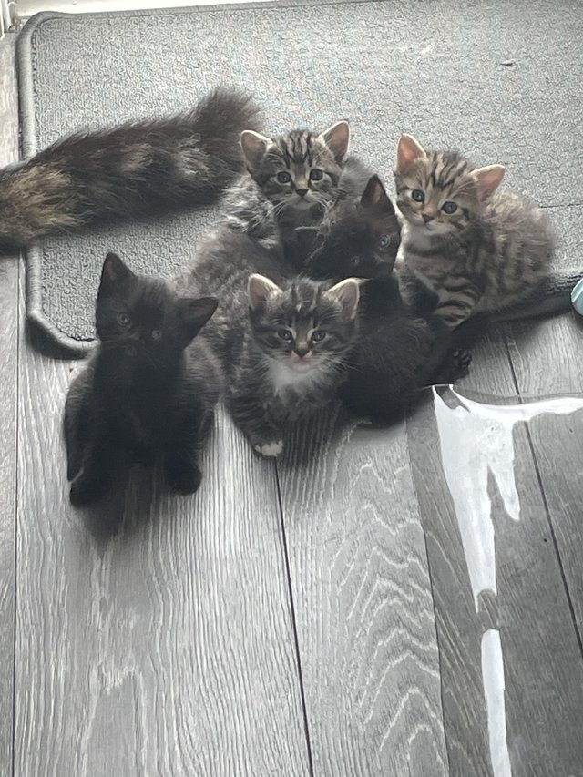Preview of the first image of 5 kittens ready 7th June.