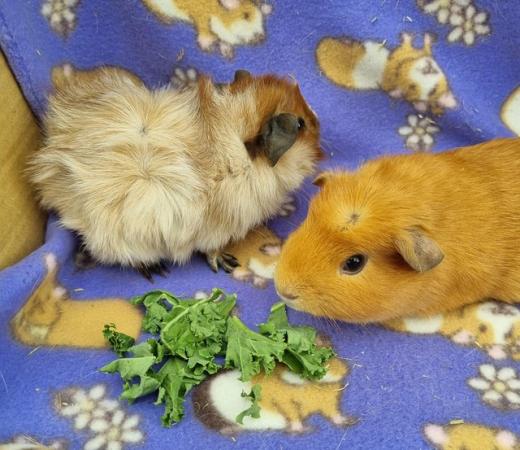 Image 4 of Baby Guinea Pigs Californian Aby and a Crested