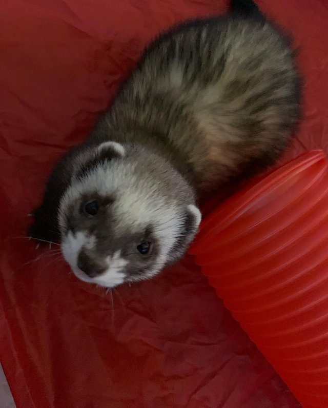 Preview of the first image of Ferrets friends wanted...