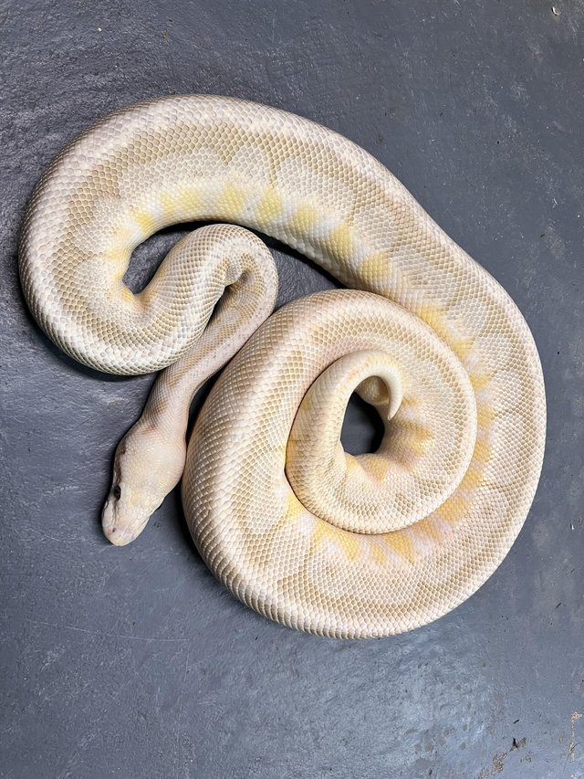 Preview of the first image of Male Super Pastel Lesser HRA Spider Ball Python.