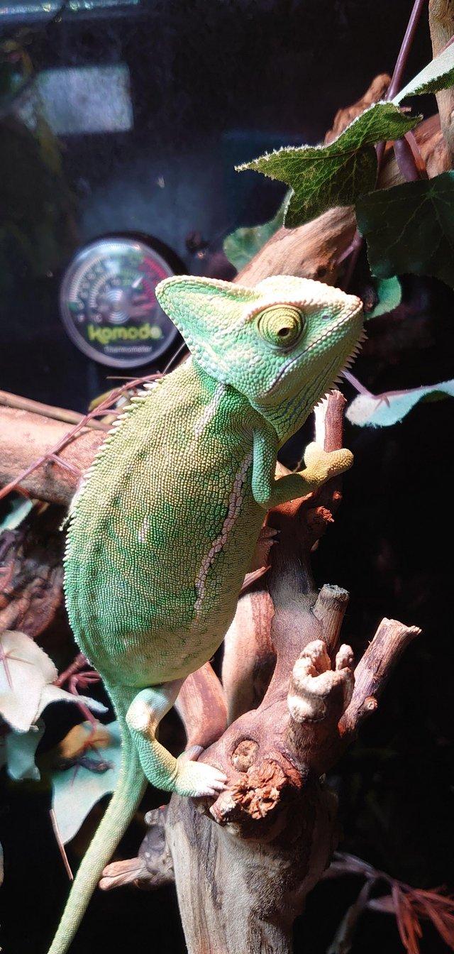 Preview of the first image of Lots of Chameleons Available Now!.