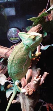 Image 1 of Lots of Chameleons Available Now!