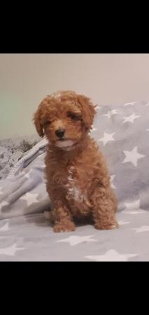 Image 12 of F1BB Cavapoo pups Red Apricot ready now