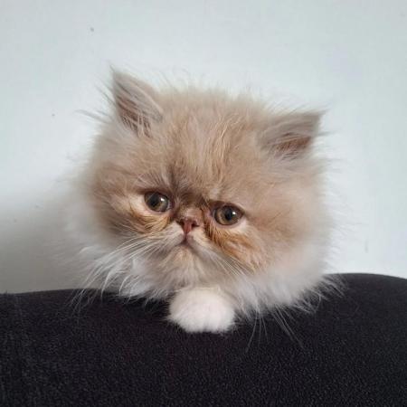 Image 10 of Pure breed Persian kittens for sale. Two gorgeous boys.