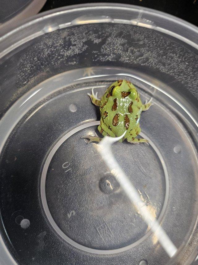 Preview of the first image of Baby pac-man frogs.greens and yellows.