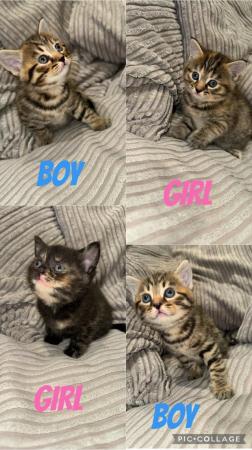 Image 1 of KITTENS FOR SALE - READY IN 3 WEEKS!