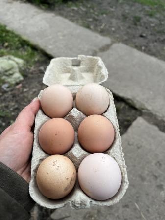 Image 1 of Large Fowl Light Sussex hatching eggs